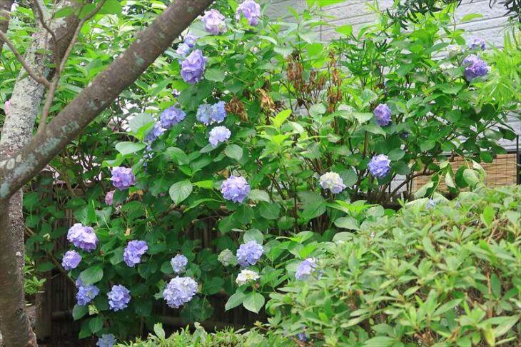 宝戒寺の紫陽花