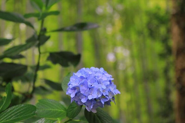 報国寺の紫陽花