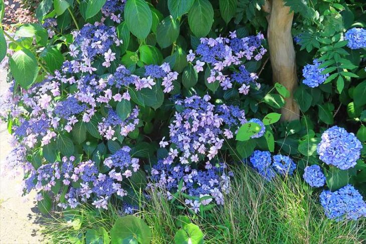 宝善院の紫陽花