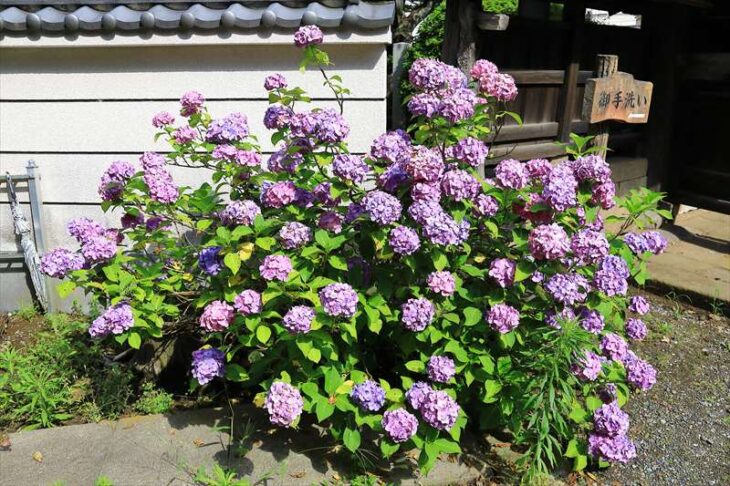 光触寺の紫陽花