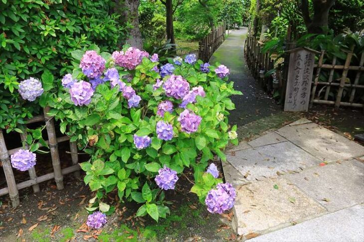 光触寺の紫陽花