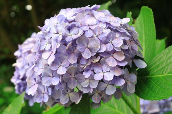教恩寺の紫陽花