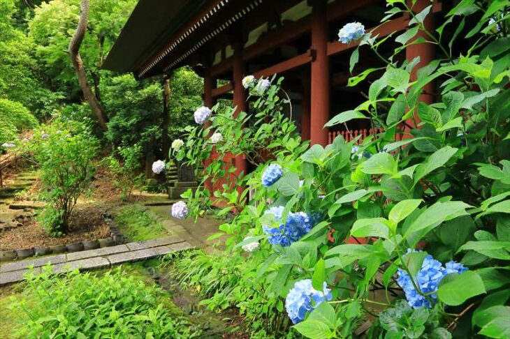妙法寺の紫陽花