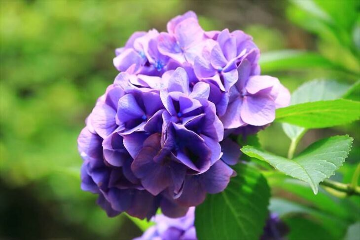 大船観音寺の紫陽花