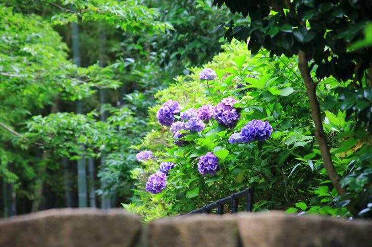 大船観音寺の紫陽花