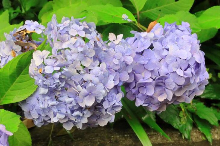 称名寺の紫陽花