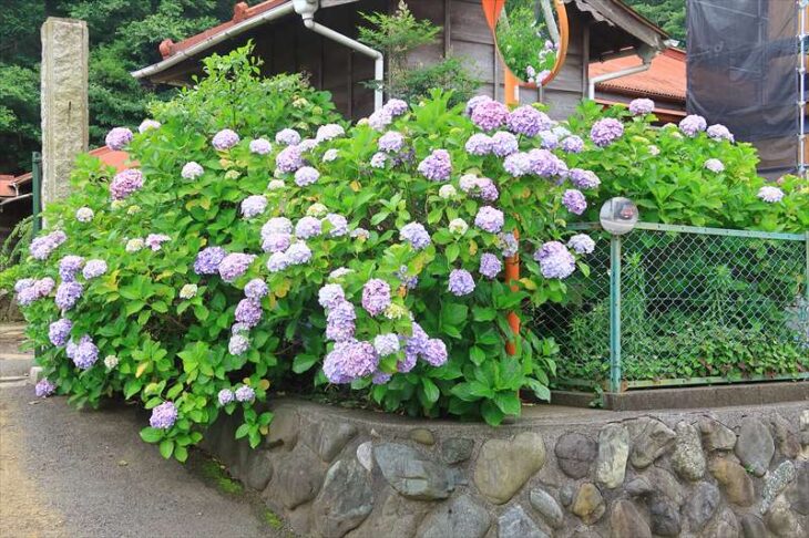 山崎の妙法寺の紫陽花