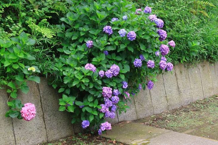 山崎の妙法寺の紫陽花