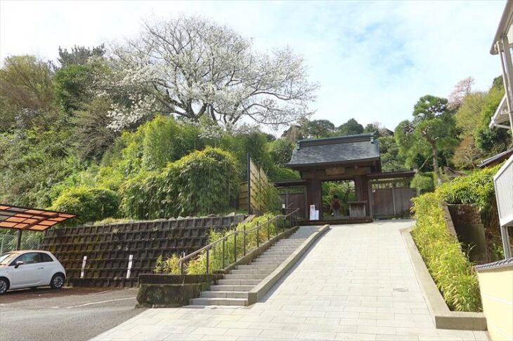 禅居院の山門と桜