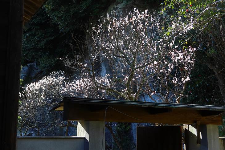 浄光明寺の裏庭の梅