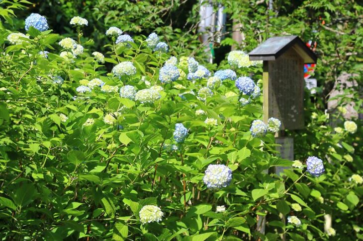 明月院の5月の紫陽花