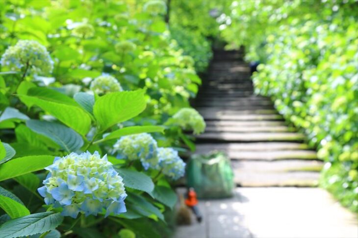 明月院・5月後半の石段の紫陽花