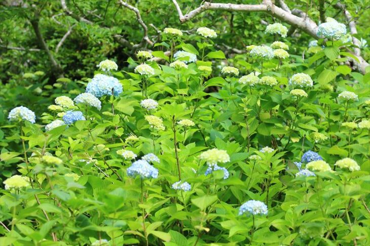 明月院 紫陽花の小径の紫陽花