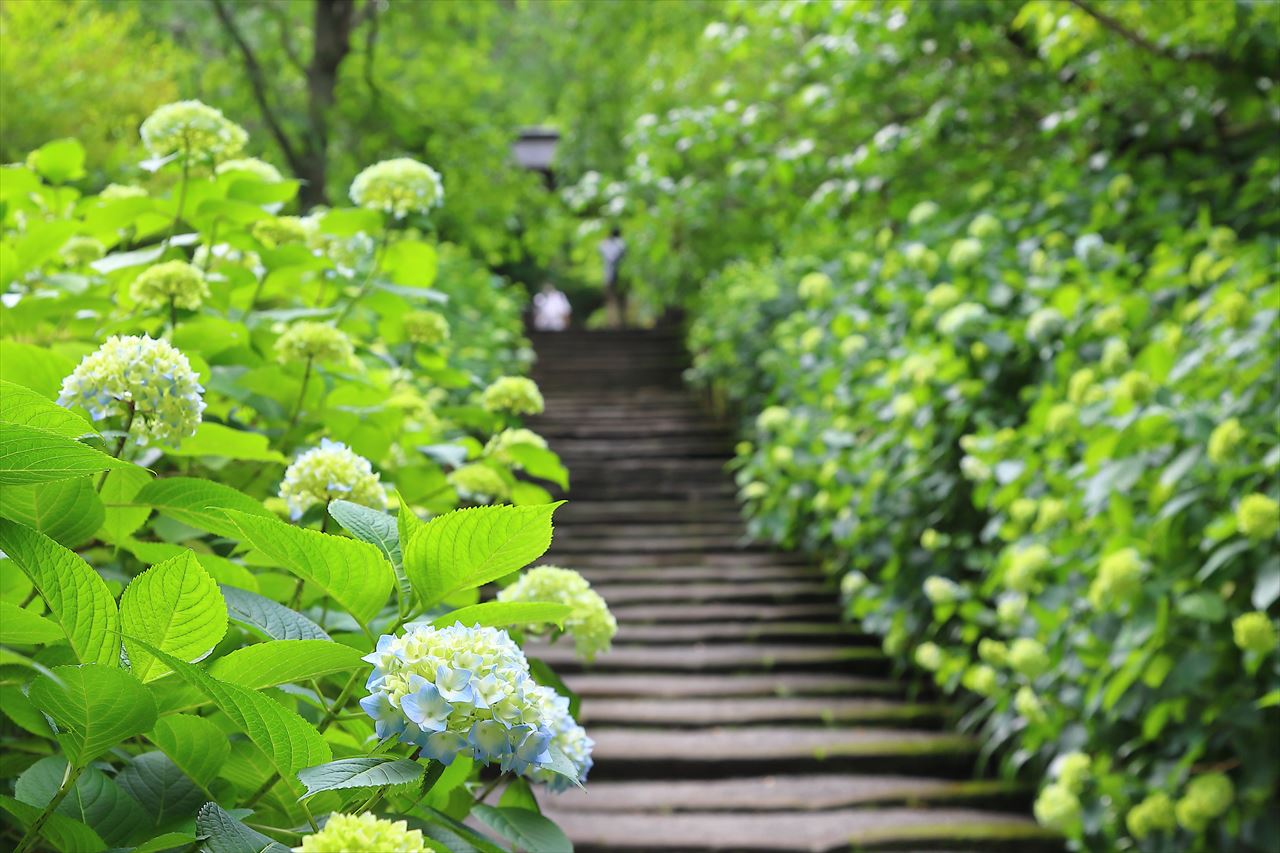 5月後半の明月院の紫陽花