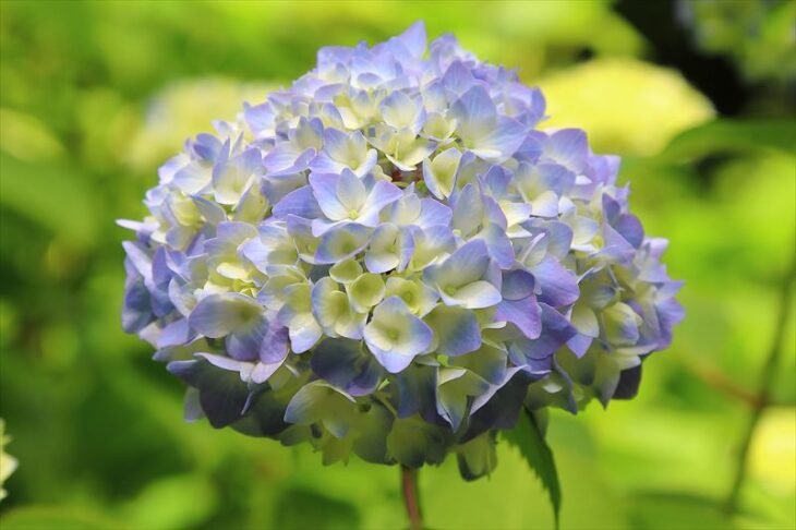 明月院の5月の紫陽花