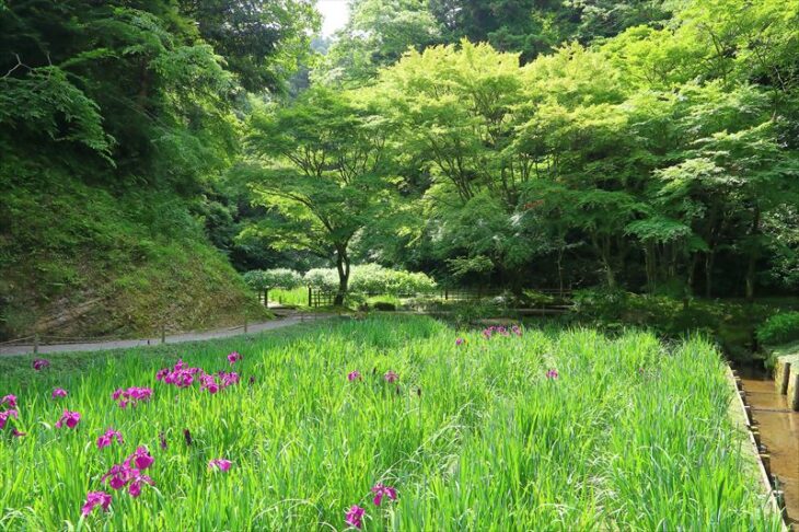 深緑に移る明月院