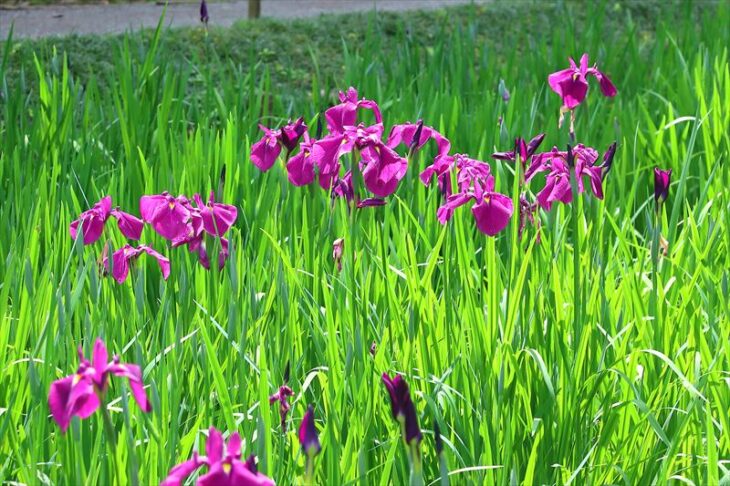 明月院の花菖蒲