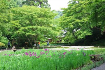 5月後半の明月院のモミジ