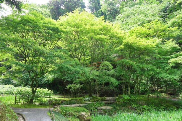 5月の明月院