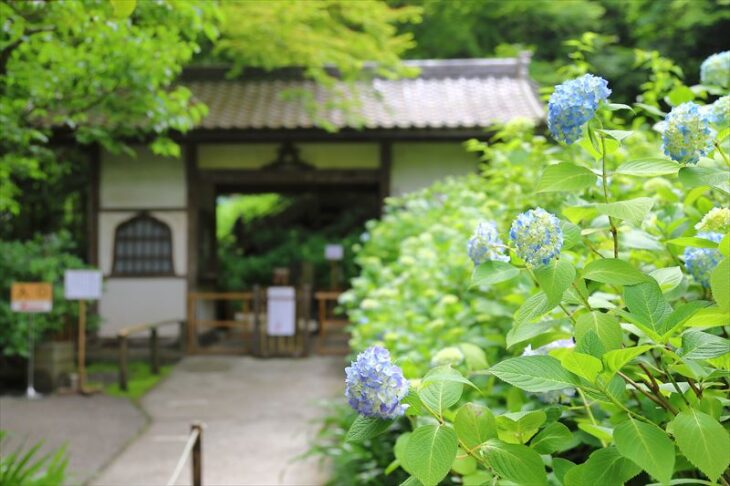 明月院・5月後半の紫陽花