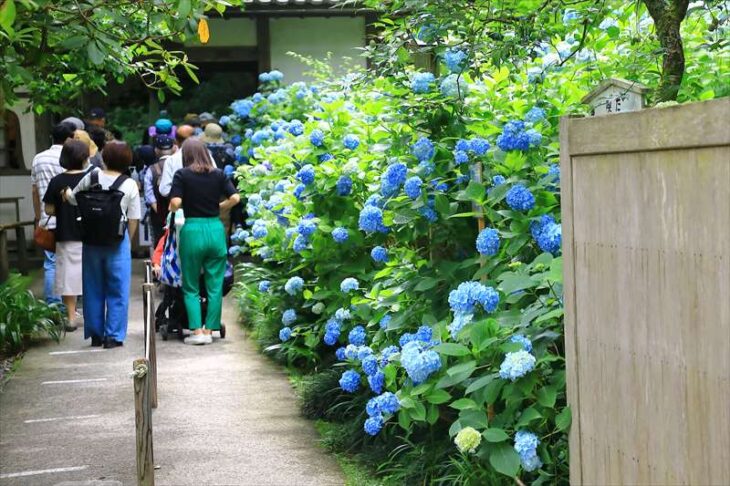 6月中旬の明月院の紫陽花