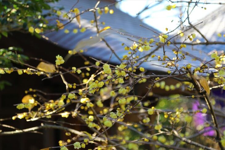 宝戒寺の蝋梅