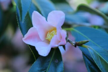 宝戒寺の椿