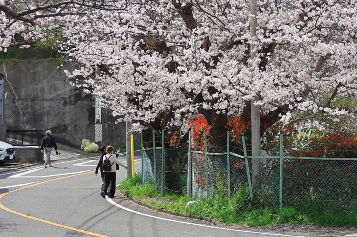 鎌倉山さくら道と桜
