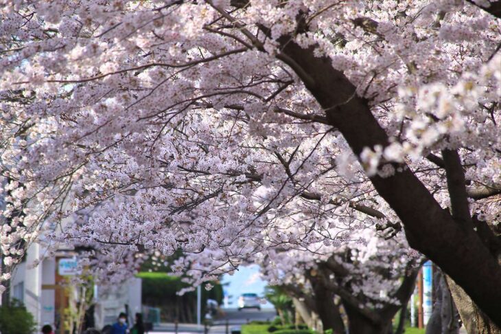 みどりのプロムナード（桜のプロムナード）の桜