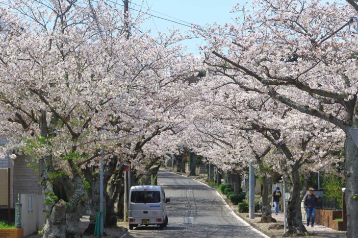 ハイランドの桜