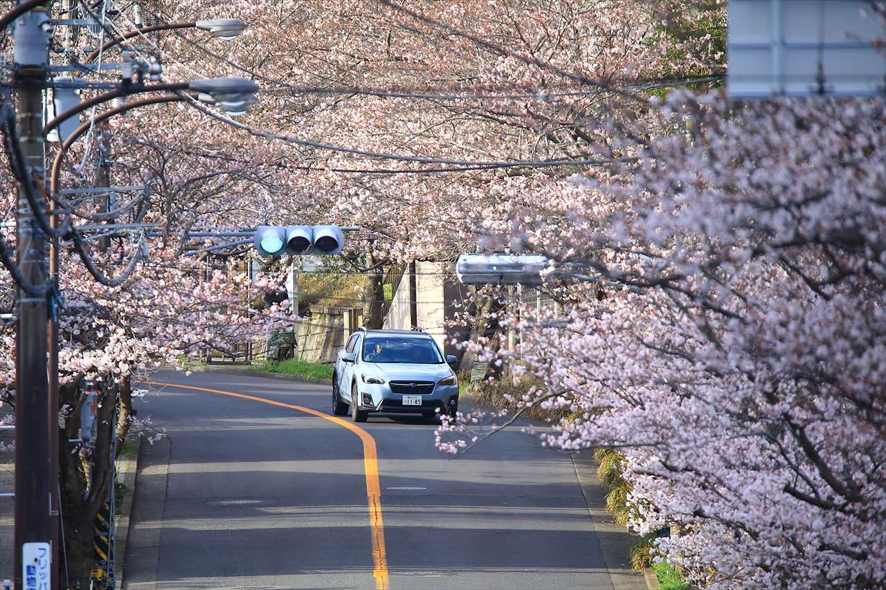 ハイランドさくら道・ハイランドの桜の様子と見頃 | 鎌倉の景色と風景・町並み by鎌倉PRESS