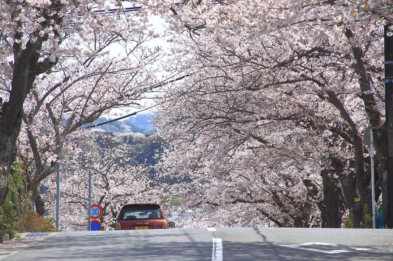 ハイランドさくら道・逗子鎌倉ハイランドの桜
