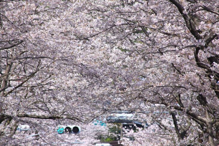 ハイランドの桜を見に行こう
