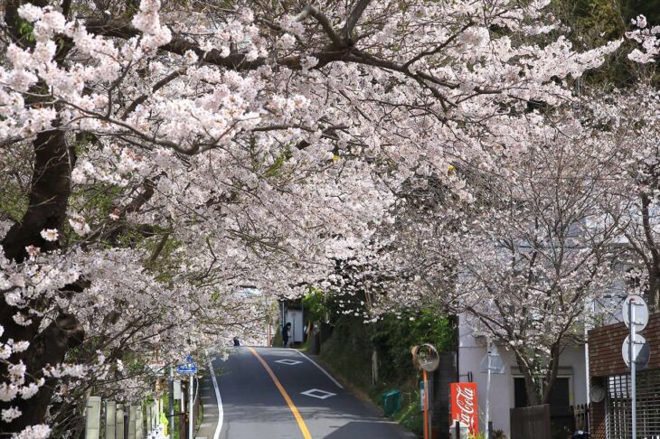 鎌倉山さくら道の桜