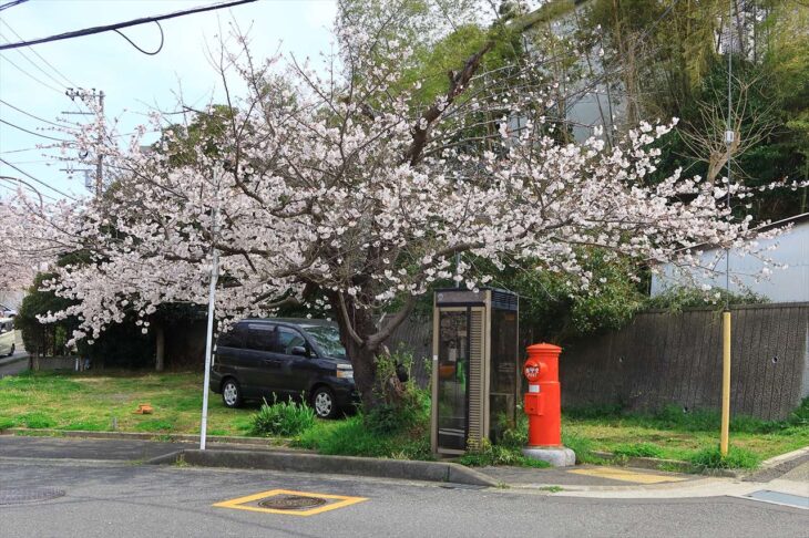鎌倉山さくら道の桜