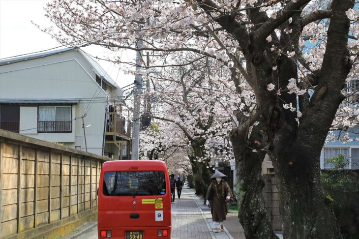桜道の桜