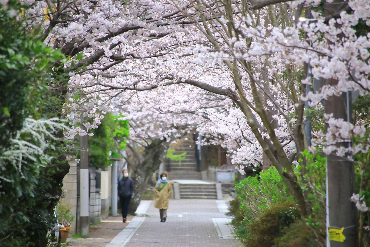 桜道の桜並木