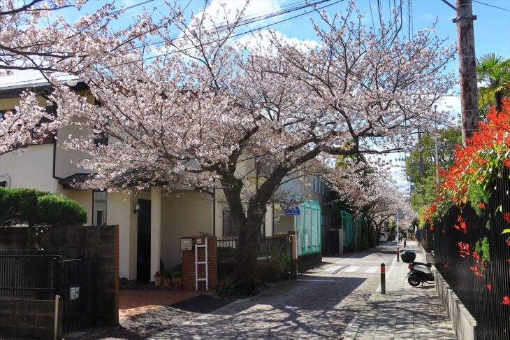 桜道 清泉小学校前の桜