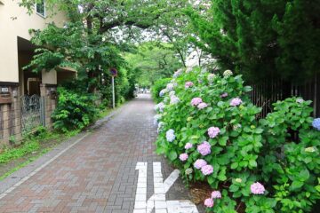 桜道（鎌倉市雪ノ下・西御門）の紫陽花