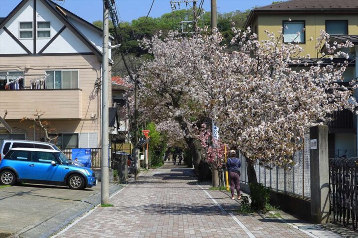 桜道と桜