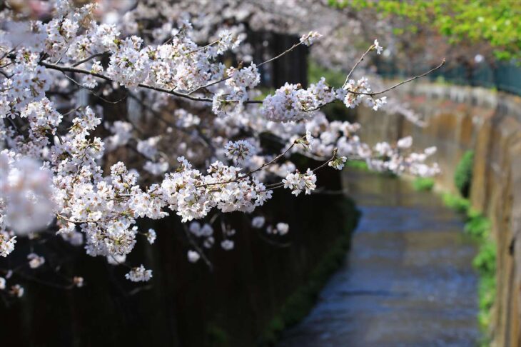 砂押川プロムナードの桜