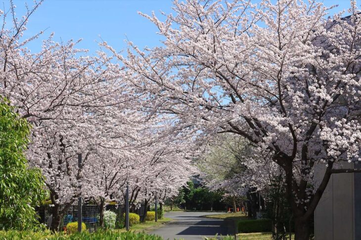 鎌倉女子大学 大船キャンパスの桜
