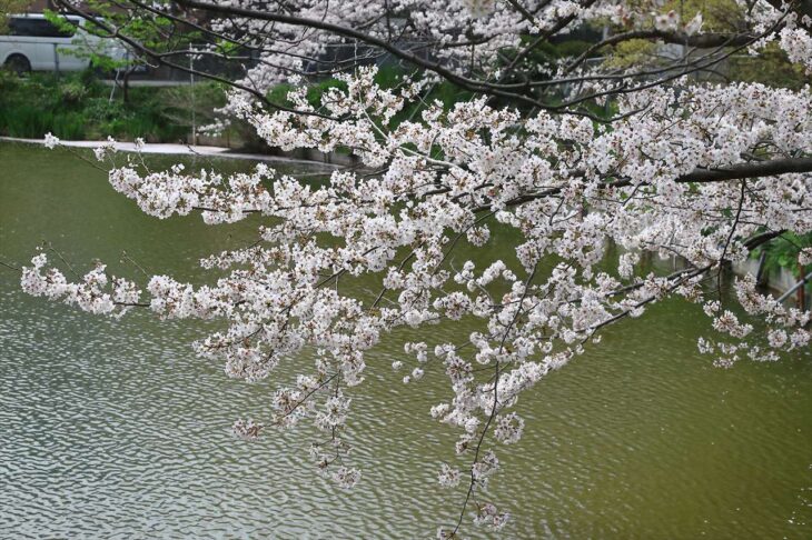 谷戸池の桜