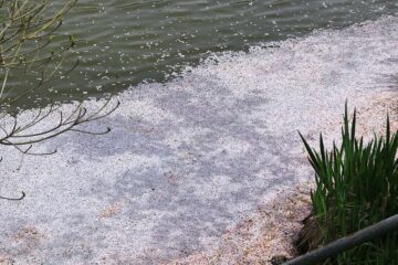 谷戸池に浮かぶ桜の花びら