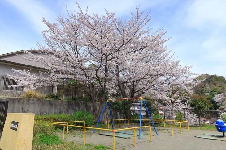 玉縄こいぬ公園と桜