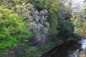 宝戒寺橋から見た桜