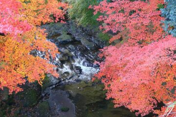 浄妙寺近くの滑川の紅葉