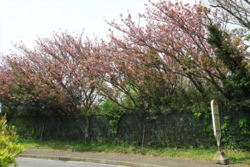 高野台バス停の八重桜並木