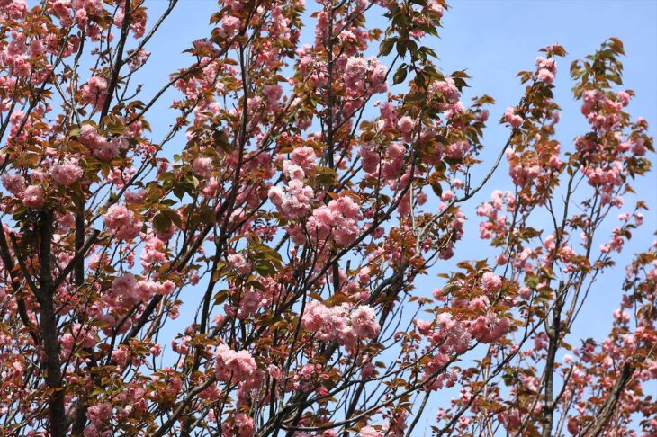 高野台バス停・ロータリーの八重桜