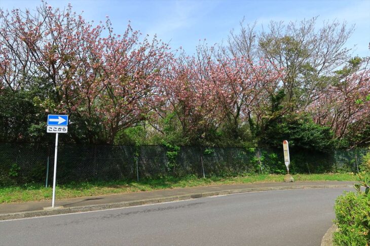高野台バス停・ロータリーの八重桜